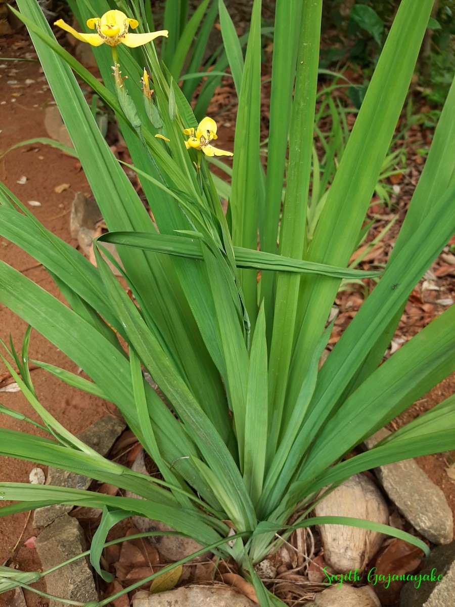 Trimezia martinicensis (Jacq.) Herb.